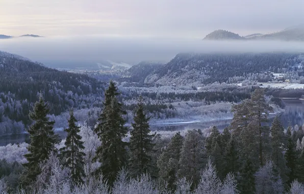 Winter, forest, trees, mountains, Sweden, Sweden, Lien, Jämtland