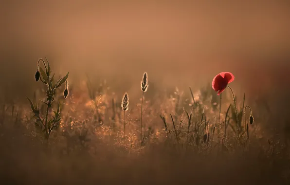 Field, flower, summer, light, red, nature, background, stems