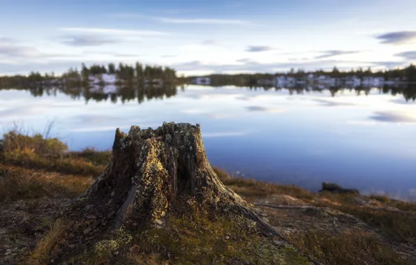 The sky, grass, clouds, nature, lake, reflection, shore, stump