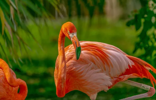 Bird, beak, Flamingo