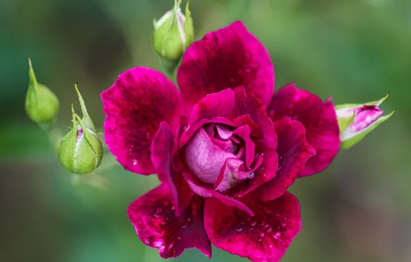 Close-up, background, rose, petals, buds, Burgundy