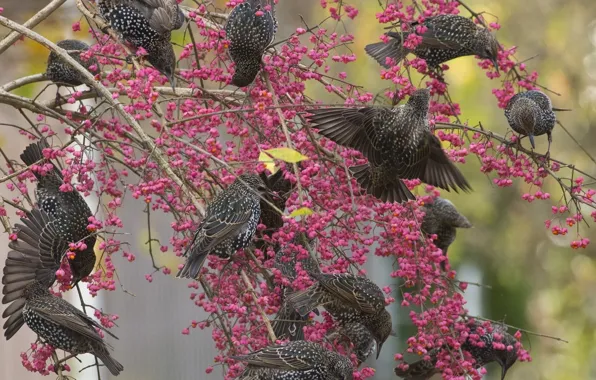 Birds, branches, berries, tree, starlings