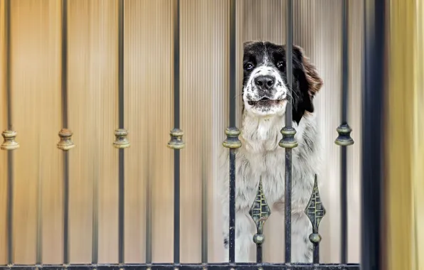 The fence, dog, dog