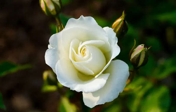 Picture white, macro, light, flowers, the dark background, roses, buds, bokeh