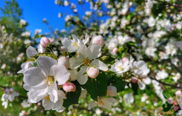 Flower, the sky, spring, Apple