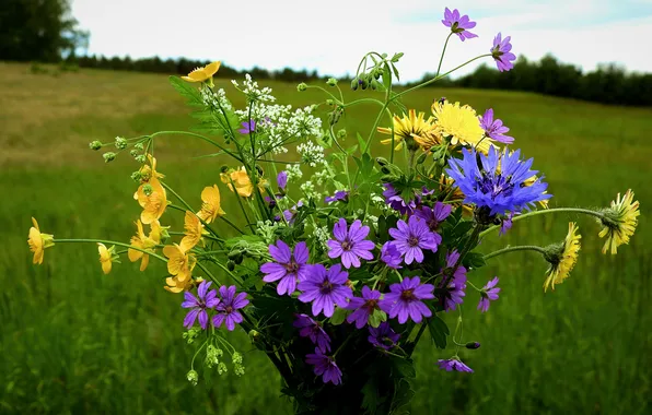 Field, forest, summer, the sky, grass, flowers, bouquet, yellow