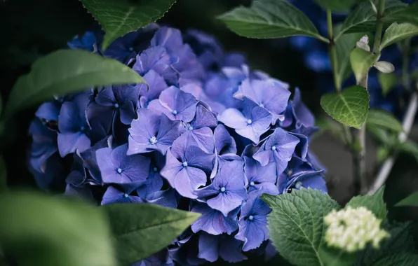 Leaves, flowers, branches, inflorescence, lilac, hydrangea