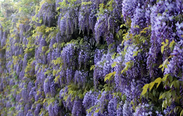 Leaves, flowers, branches, purple, flowering, cascade, a lot, inflorescence