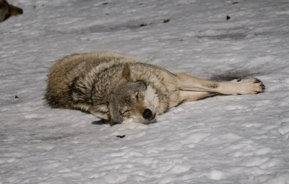 Picture snow, stay, wolf, sleep, sleeping