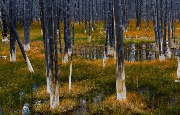Picture grass, trees, swamp, Wyoming, USA, Yellowstone National Park