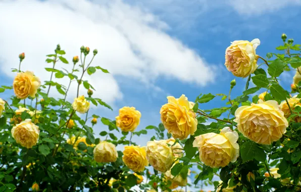 The sky, roses, the bushes, yellow roses