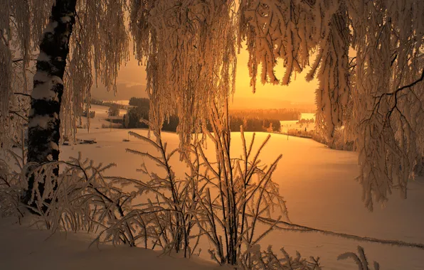 Picture winter, frost, light, snow, trees, landscape, birch, house