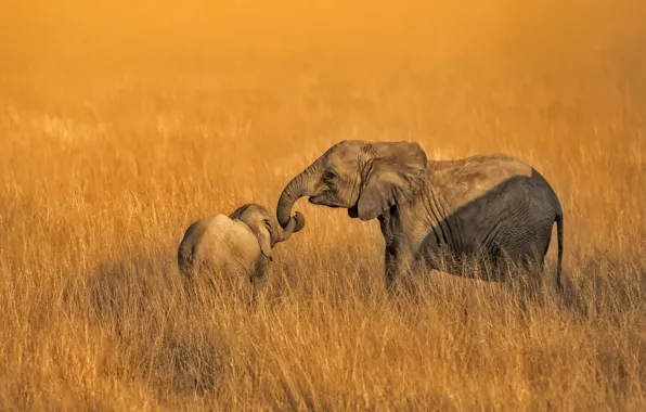 Family, elephants, Amboseli, Kenya, National Park