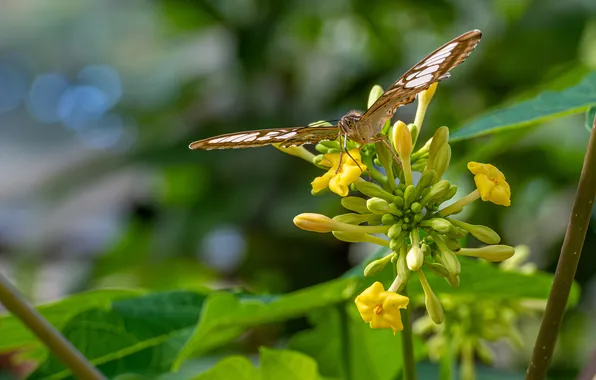 Picture Butterfly, Insects, Closeup