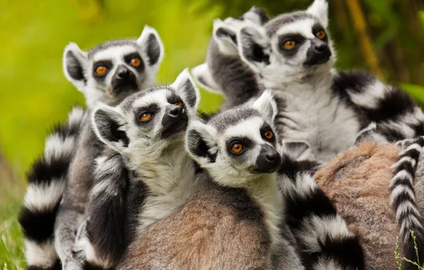 Picture lemurs, family, primates