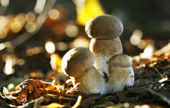 Leaves, branches, mushrooms, bokeh