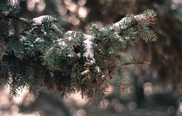 Winter, snow, needles, branches, tree
