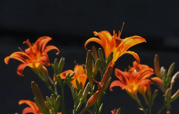 Flowers, Lily, on a black background