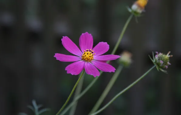 Macro, flowers, background, Wallpaper, plant, garden, village