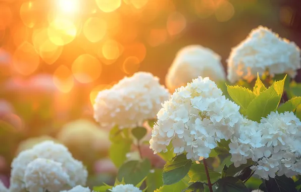 Summer, light, flowers, branches, Bush, garden, white, flowering