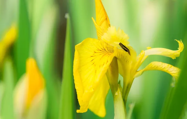 Macro, nature, petals, iris