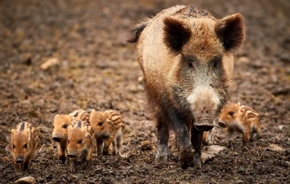 Nature, family, boars
