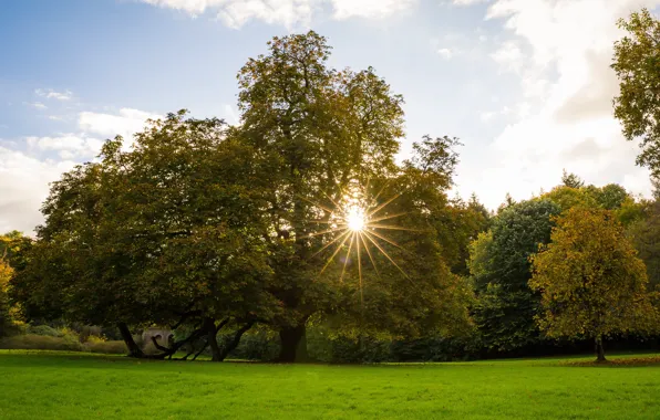 Picture forest, the sun, Ireland, Ireland, Kingscourt, Cavan