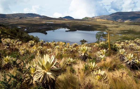 Grass, clouds, mountains, lake, plants, Colombia