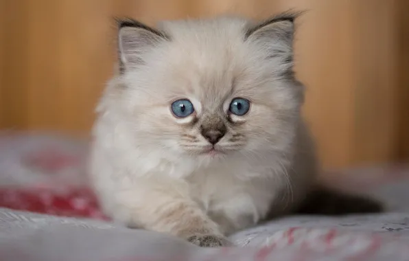 Picture cat, background, portrait, fluffy, bed, kitty, the beauty, face