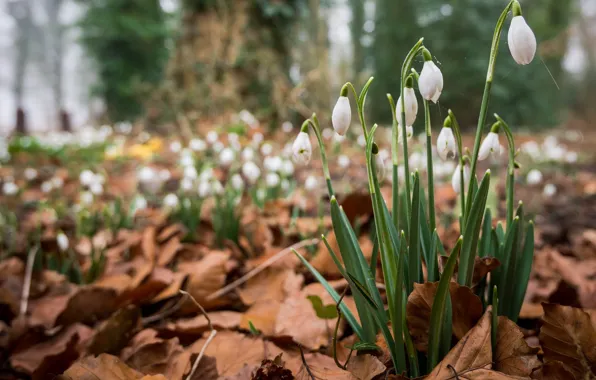 Forest, leaves, flowers, spring, snowdrops, dry