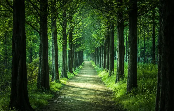 Picture road, forest, trees, nature, Park