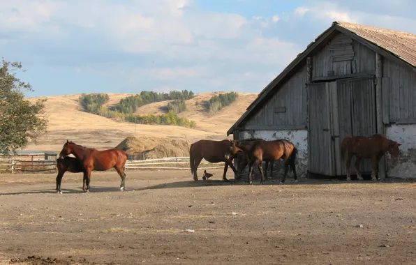 Horse, horse, farm, the herd, Kazakhstan, Kazakhstan, stable, Agriculture