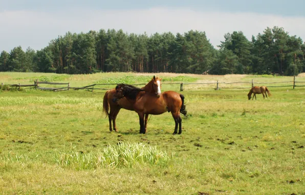 Greens, forest, horses, horse, hug