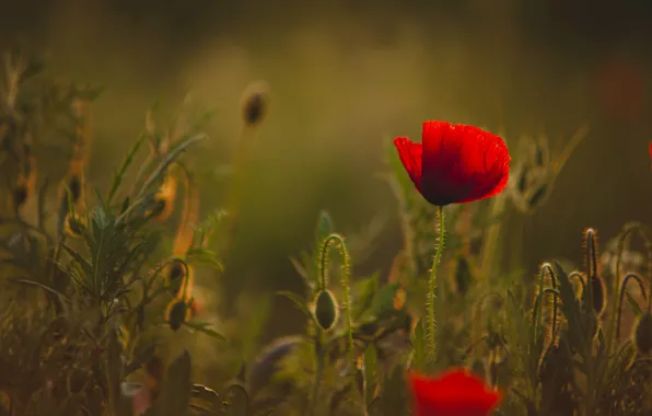 Flower, summer, flowers, red, Mac, Maki, red, bokeh
