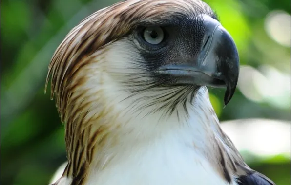 Bird, animal, philippine-eagle