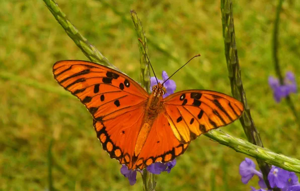 Nature, butterfly, wings, moth