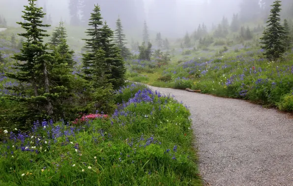 Road, forest, grass, trees, landscape, flowers, nature, fog