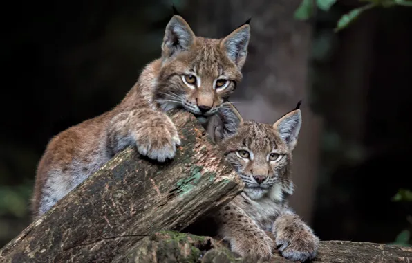 Picture lynx, a couple, cubs, the lynx