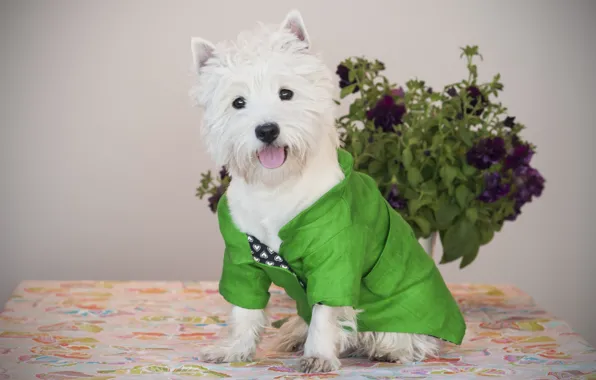 Flower, dog, costume, Puppy, Baby