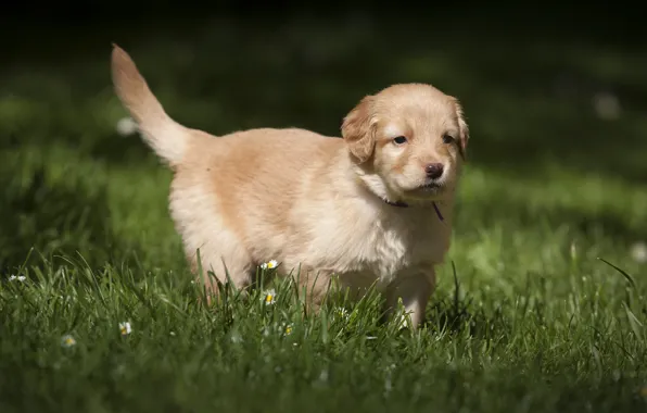 Summer, nature, glade, dog, baby, puppy, walk, flowers