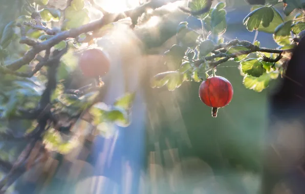 Nature, gooseberry, The evening light, Gooseberry
