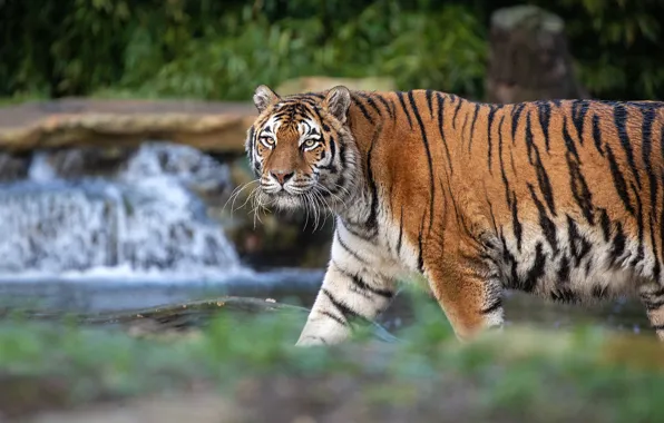 Picture tiger, waterfall, walk, handsome