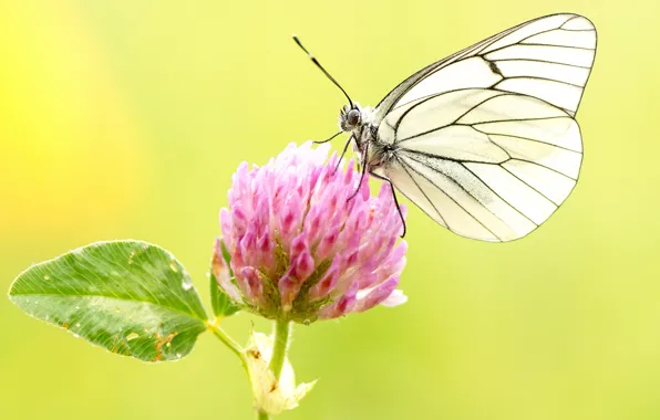 Picture white, summer, macro, flowers, yellow, background, butterfly, clover