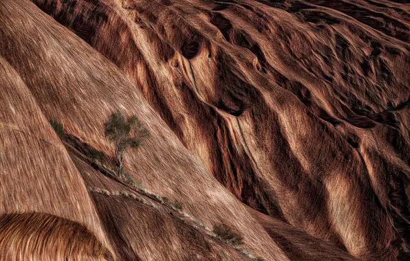 Picture tree, rocks, texture, Australia, Uluru (Ayres Rock)
