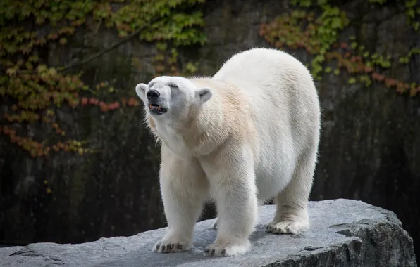 Stone, polar bear, polar