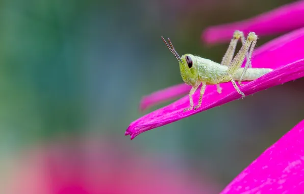 Picture flower, pink, petals, grasshopper, green