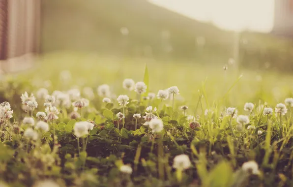 Summer, flowers, photo filter