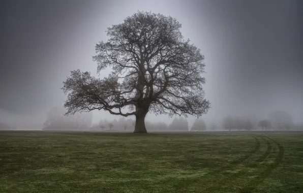 Picture grass, fog, tree