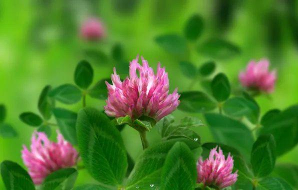 Picture grass, green, glade, clover