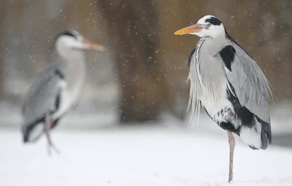 Winter, snow, birds, Heron